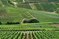 Conjoncture mondiale<br><b>Tableau de bord de la viticulture dans le monde (source OIV)</b>
