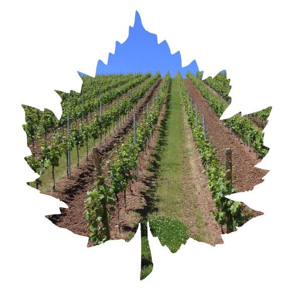 Conjoncture vitivinicole mondiale<br><b>Moins de 250 millions dhectolitres</b>
