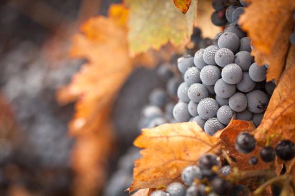Récolte de vins 2012<br><b>Ce devrait-être 40,7 millions d’hl…</b>