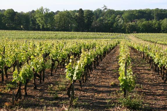 Vendanges 2014<br><b>Le soleil de septembre sauve le millsime  Bordeaux</b>