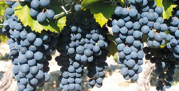 AOC<br><b>Bilan conomique positif pour les vins de Cahors</b>