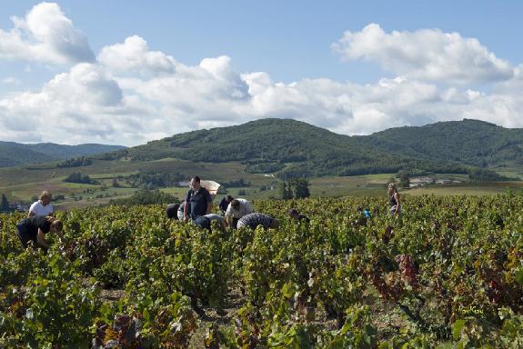Foncier viticole<br><b>Tendances du march rgion par rgion</b>