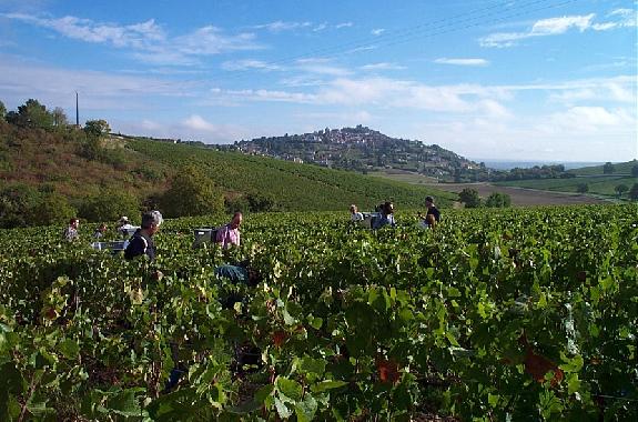 Bilan de campagne 2013-2014<br><b>Hausse des exportations et belles vendanges pour les vins du Centre-Loire</b>
