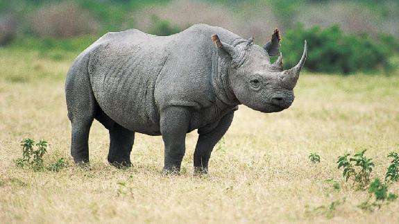 Initiative<br><b>Une marque de vin pour protger les rhinocros en Afrique du Sud</b>