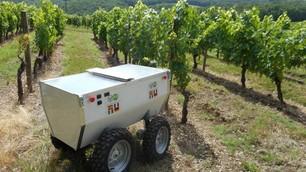Innovation<br><b>Un robot dans les vignes</b>