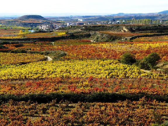 Espagne<br><b>L’appellation Ribera del Duero prévoit une ouverture aux vins blancs</b>