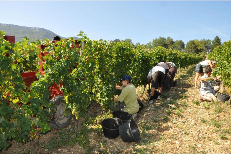 Interview<br><b>Dj 8% des vignes franaises sont cultives en bio</b>