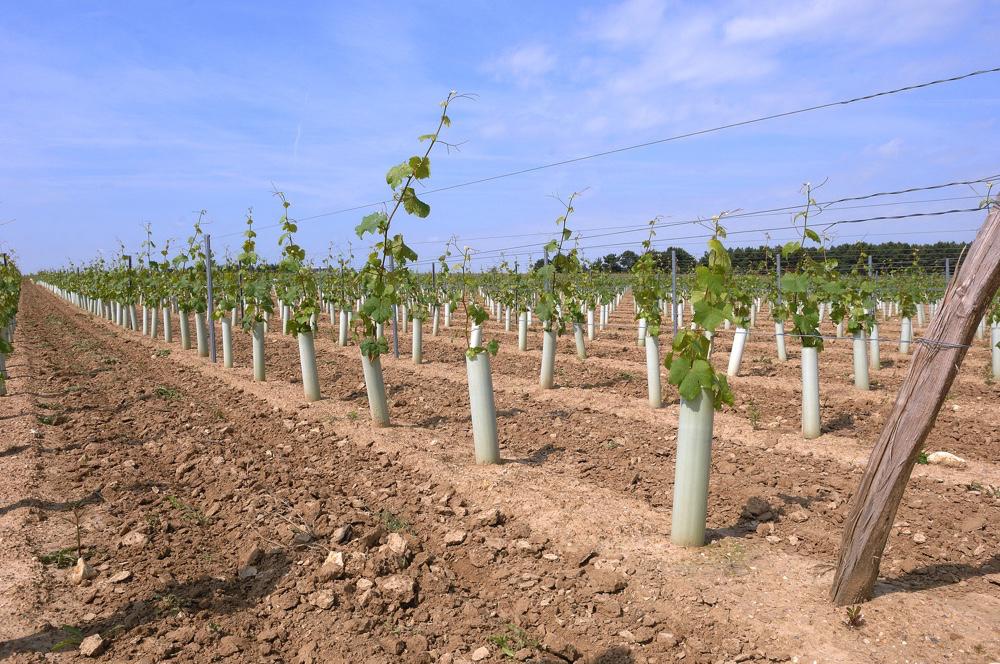 Plantations<br><b>Les viticulteurs autorisés à planter de la vigne où bon leur semble</b>