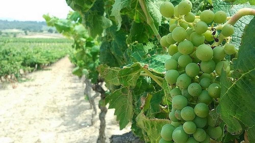 Réunion du 6 juillet 2016<br><b>Viticulteurs du bassin viticole Languedoc-Roussillon</b>