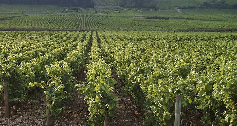 School of Wine & Spirits Business - BSB<br><b>L’ESC Dijon mise sur le vin et l’Asie pour - assurer son développement</b>