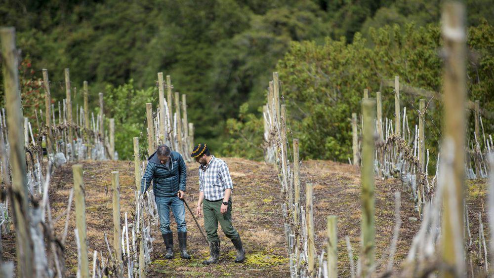 La planète se réchauffe<br><b>Même la Patagonie chilienne produit du vin</b>