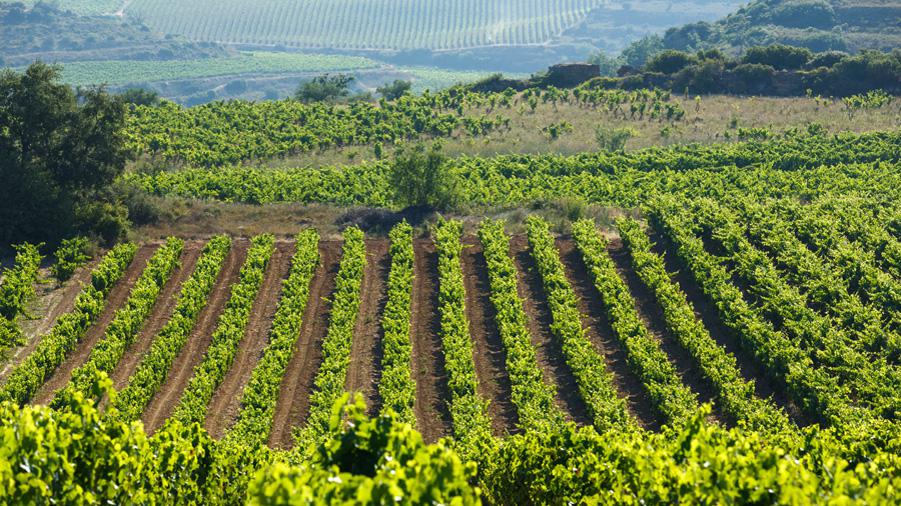 Espagne<br><b>1er exportateur de vins en vrac dans le monde</b>