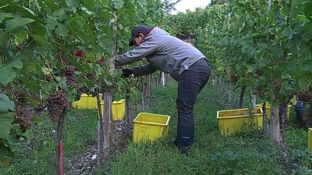 Suisse romande<br><b>La rcolte 2016 a finalement t bonne pour les viticulteurs romands</b>