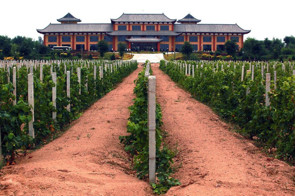Viticulture<br><b>Quand la Chine sera le premier producteur de vin au monde</b>