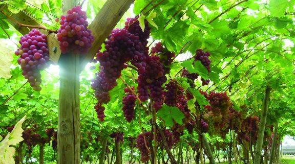 Maroc - Benslimane<br><b>La viticulture a atteint 2.000 hectares</b>