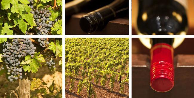 Classement des pays producteurs de vin<br><b>La France pourrait se voir reléguée à la troisième place</b>