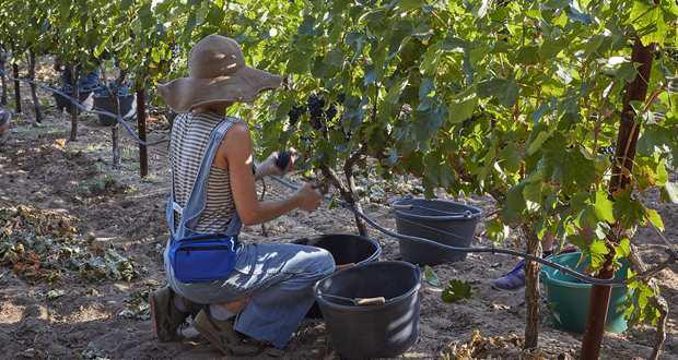 Production mondiale de vin <br><b>Au plus bas depuis plus de 50 ans</b>