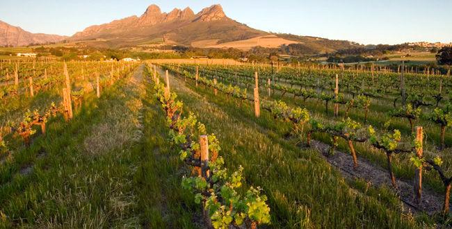 Afrique du Sud<br><b>La production vinicole est prvue pour chuter de 15% en 2018</b>