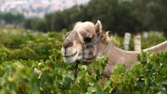 Maroc<br><b>Goliath le dromadaire souiri qui produit l'unique vin bio du Maroc</b>