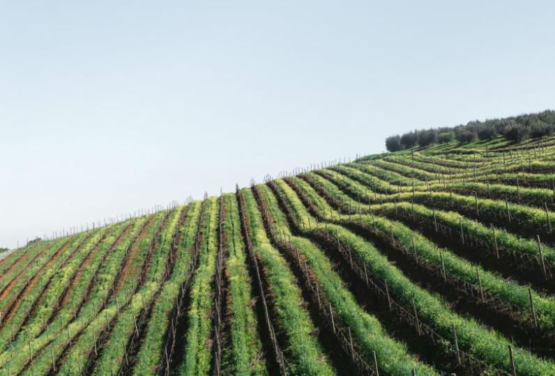 Avis de recherche<br><b>3,5 tonnes de raisins ont disparu dun vignoble allemand en plein jour</b>