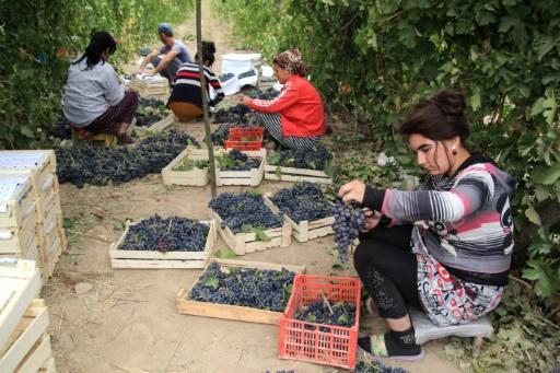 En Ouzbékistan<br><b>L'ouverture par le vin</b>