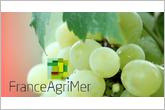 FranceAgriMer filière viticole - Points-clés du conseil spécialisé du 17 avril 2019